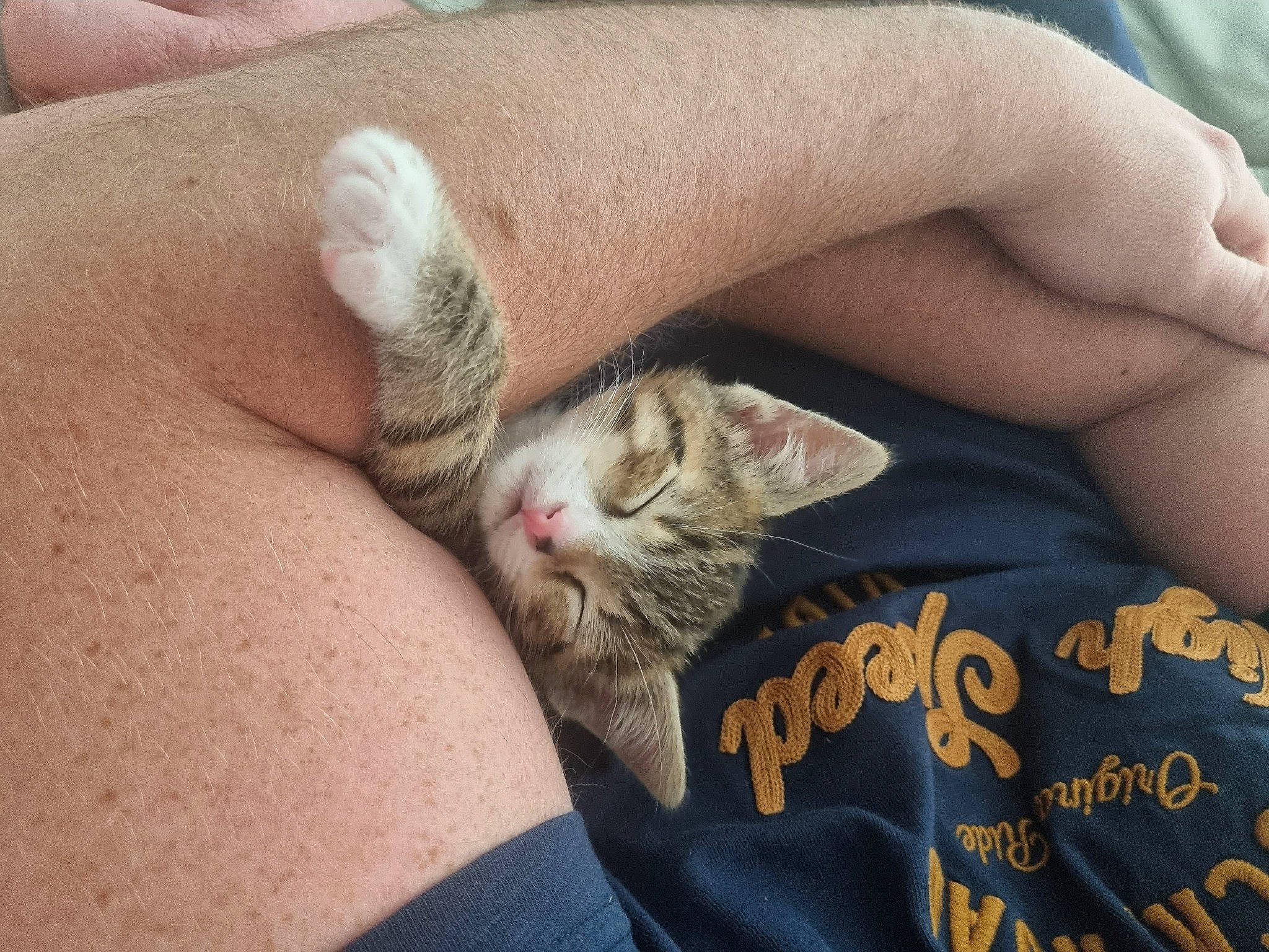 Yoshi participe au concours pour gagner de l'argent avec cette photo : carnivore, cat, comfort, domestic_short_haired_cat, fawn, felidae, finger, foot, fur, gesture, hand, human_leg, leg, nail, paw, skin, small_to_medium_sized_cats, textile, thumb, whiskers