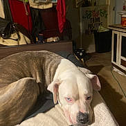 Kuboo is registered to the contest to win money with this photo: dog, sleeping, bed, blanket, leopard_print, white, brown, blue_eyes, indoor, room, furniture, sign, motivational, clutter, cozy, resting, pet, canine, household, comfort