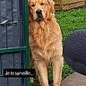 dog, golden_retriever, pet, animal, fluffy, golden_fur, face, eyes, nose, mouth, twig, stick, standing, outdoor, grass, garden, fence, gate, patio, text_overlay