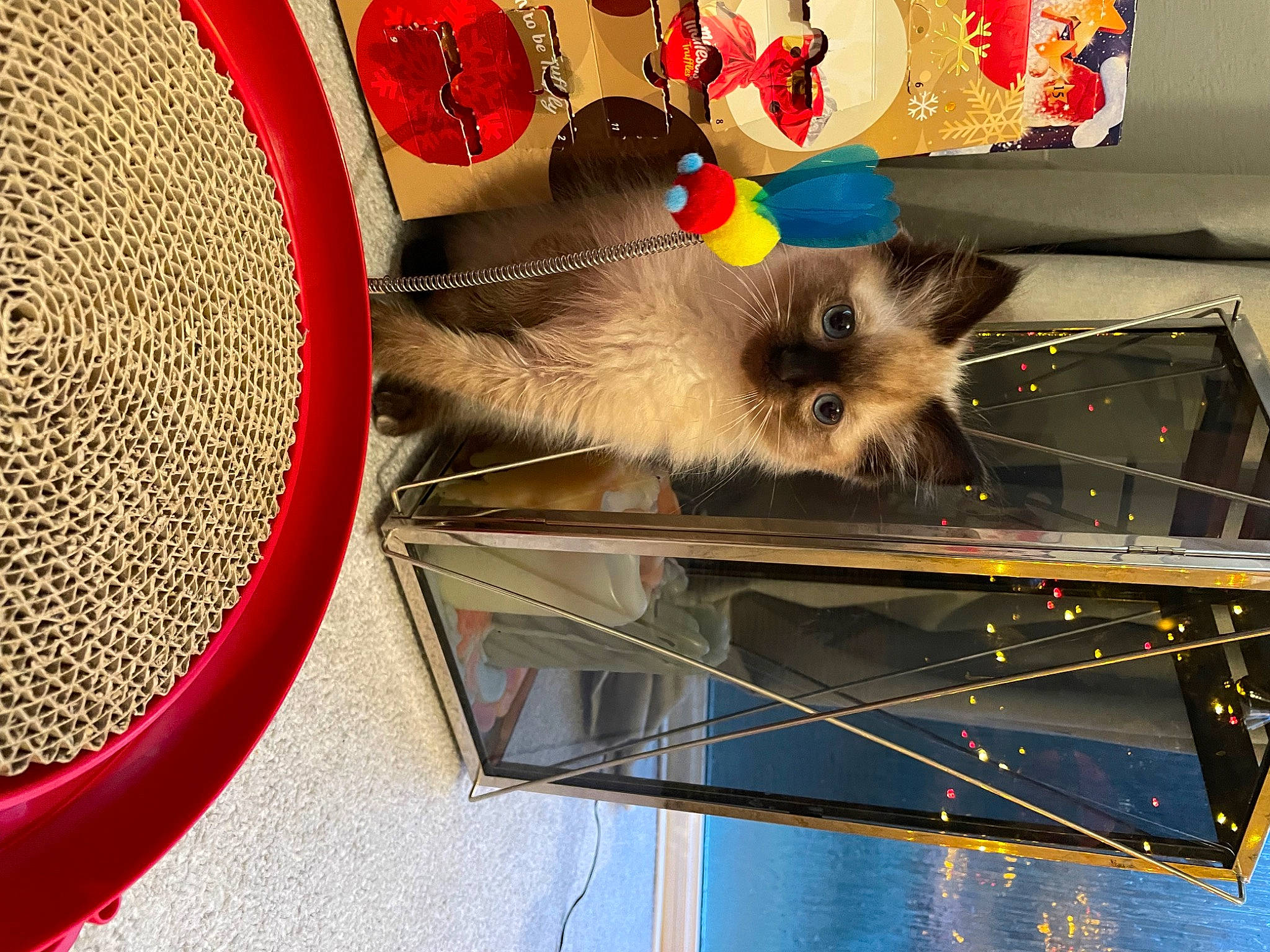 Cookie joined the competition — help win amazing prizes! art, basket, canidae, carnivore, circle, companion_dog, dog_breed, event, fashion_accessory, fawn, felidae, fur, pattern, small_to_medium_sized_cats, sporting_group, tire, toy_dog, vehicle, whiskers