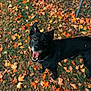 dog, black_dog, autumn, fall_leaves, outdoor, happy, pet, nature, grass, playful, canine, animal, seasonal, leaf_litter, smiling, ears, tongue_out, collar, looking_up, joyful
