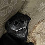 dog, black_dog, teeth, smile, lying_down, cushion, patterned_fabric, cozy, indoor, pet, closeup, snout, nose, fur, relaxed, cute, animal, canine, resting, funny_expression