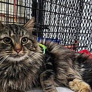 Boomer joined the competition — help win amazing prizes! cat, tabby, fluffy, animal, pet, indoor, cage, towel, blue_bowl, fur, whiskers, ears, face, eyes, resting, curious, close_up, striped, muzzle, pink_nose