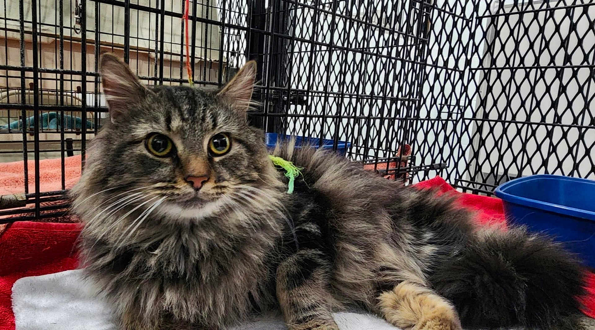 Boomer joined the competition — help win amazing prizes! cat, tabby, fluffy, animal, pet, indoor, cage, towel, blue_bowl, fur, whiskers, ears, face, eyes, resting, curious, close_up, striped, muzzle, pink_nose