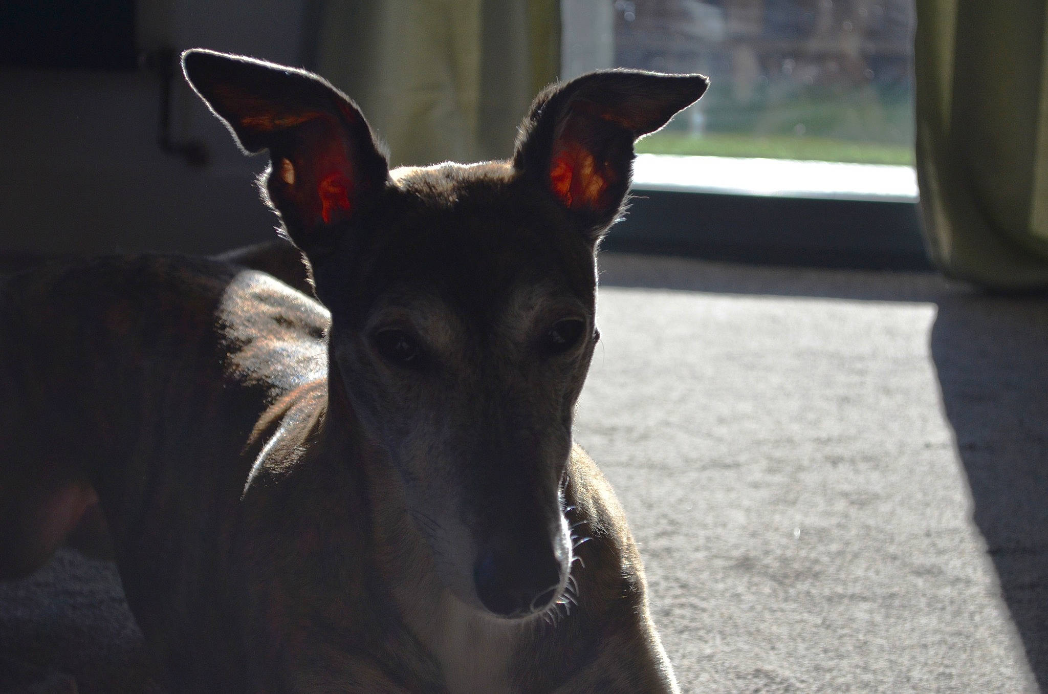 Princess joined the competition — help win amazing prizes! ancient_dog_breeds, canidae, carnivore, companion_dog, dog, dog_breed, ear, fawn, non_sporting_group, snout, sporting_group, terrestrial_animal, toy_dog, whiskers, working_animal, working_dog