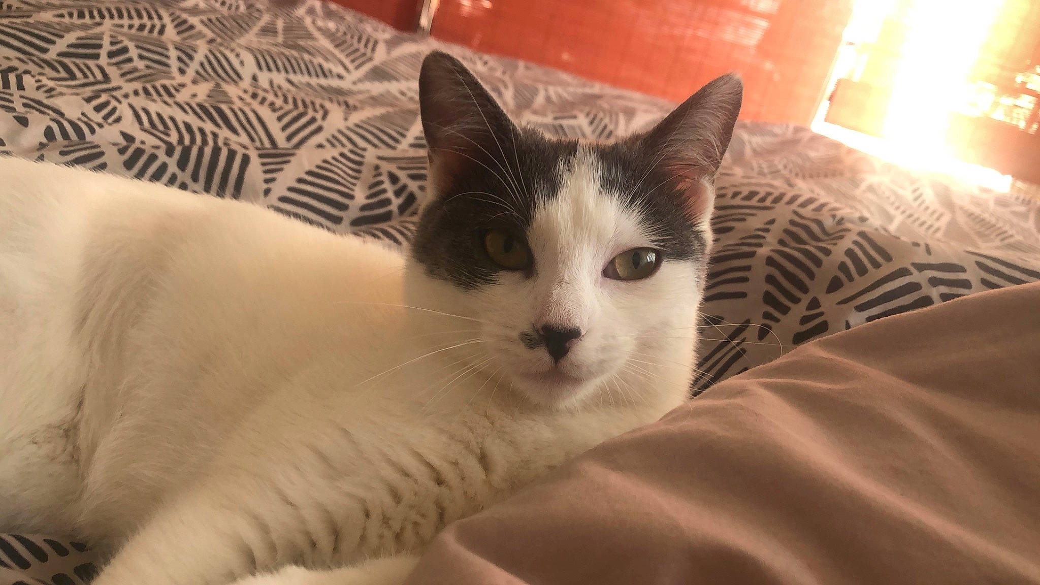 Wavy participe au concours pour gagner de l'argent avec cette photo : carnivore, cat, comfort, domestic_short_haired_cat, felidae, fur, paw, small_to_medium_sized_cats, snout, tail, whiskers