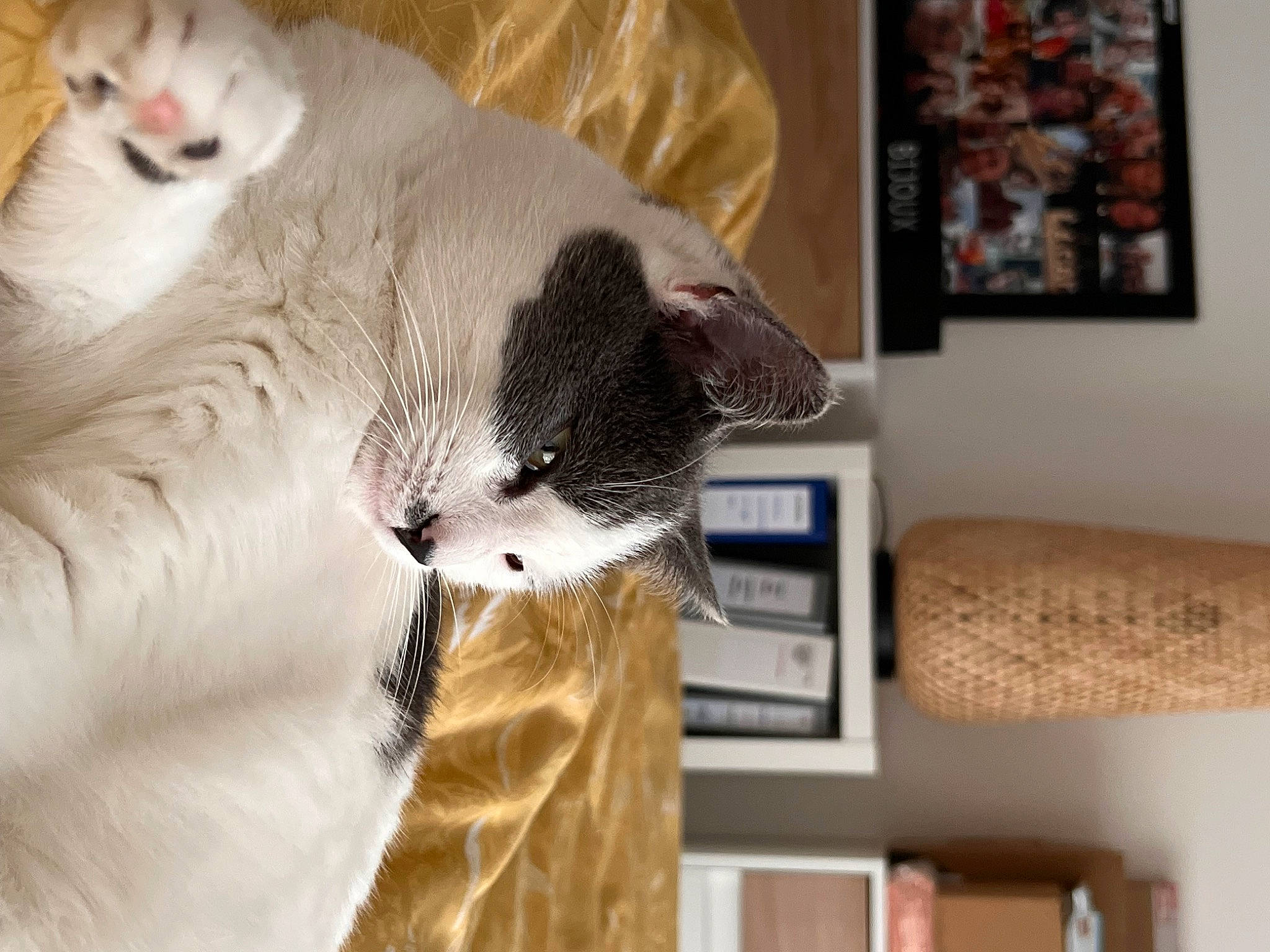 Wavy participe au concours pour gagner de l'argent avec cette photo : carnivore, cat, claw, comfort, domestic_short_haired_cat, felidae, fur, linens, mammal, paw, picture_frame, room, shelf, shelving, small_to_medium_sized_cats, snout, tail, vertebrate, whiskers, wood