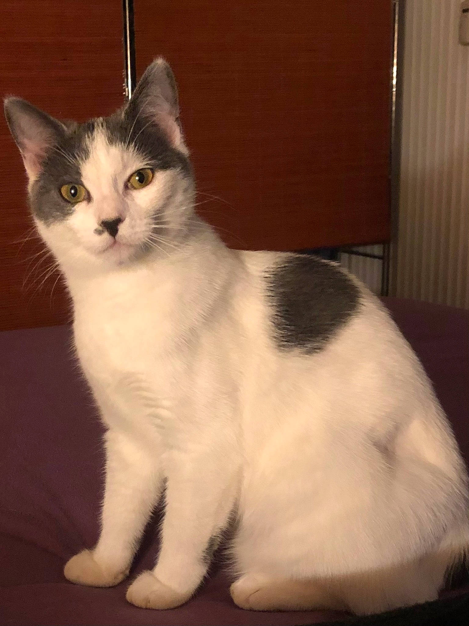 Wavy participe au concours pour gagner de l'argent avec cette photo : carnivore, cat, domestic_short_haired_cat, eye, felidae, fur, hardwood, paw, sitting, small_to_medium_sized_cats, snout, tail, whiskers, window, wood