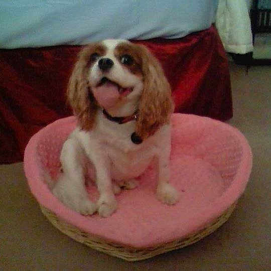 Putter