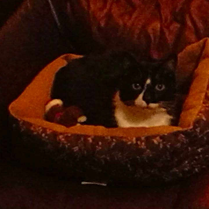 Arwen