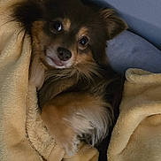 Pablo joined the competition — help win amazing prizes! dog, blanket, cozy, fur, pet, indoor, cute, snuggled, relaxed, resting, brown, furball, ears, paw, comfort, home, animal, canine, sleepy, soft