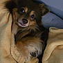 dog, blanket, cozy, fur, pet, indoor, cute, snuggled, relaxed, resting, brown, furball, ears, paw, comfort, home, animal, canine, sleepy, soft