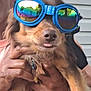 Pablo is registered to the contest to win money with this photo: dog, goggles, blue_goggles, pet, animal, tongue_out, reflection, person, hand, close_up, brown_fur, cute, funny, accessory, outdoor, portrait, face, muzzle, holding, playful