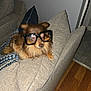 dog, glasses, couch, living_room, brown_fur, pet, indoor, furniture, pillow, floor, wood_floor, relaxing, cute, animal, companion, domestic, home, cozy, eyewear, resting