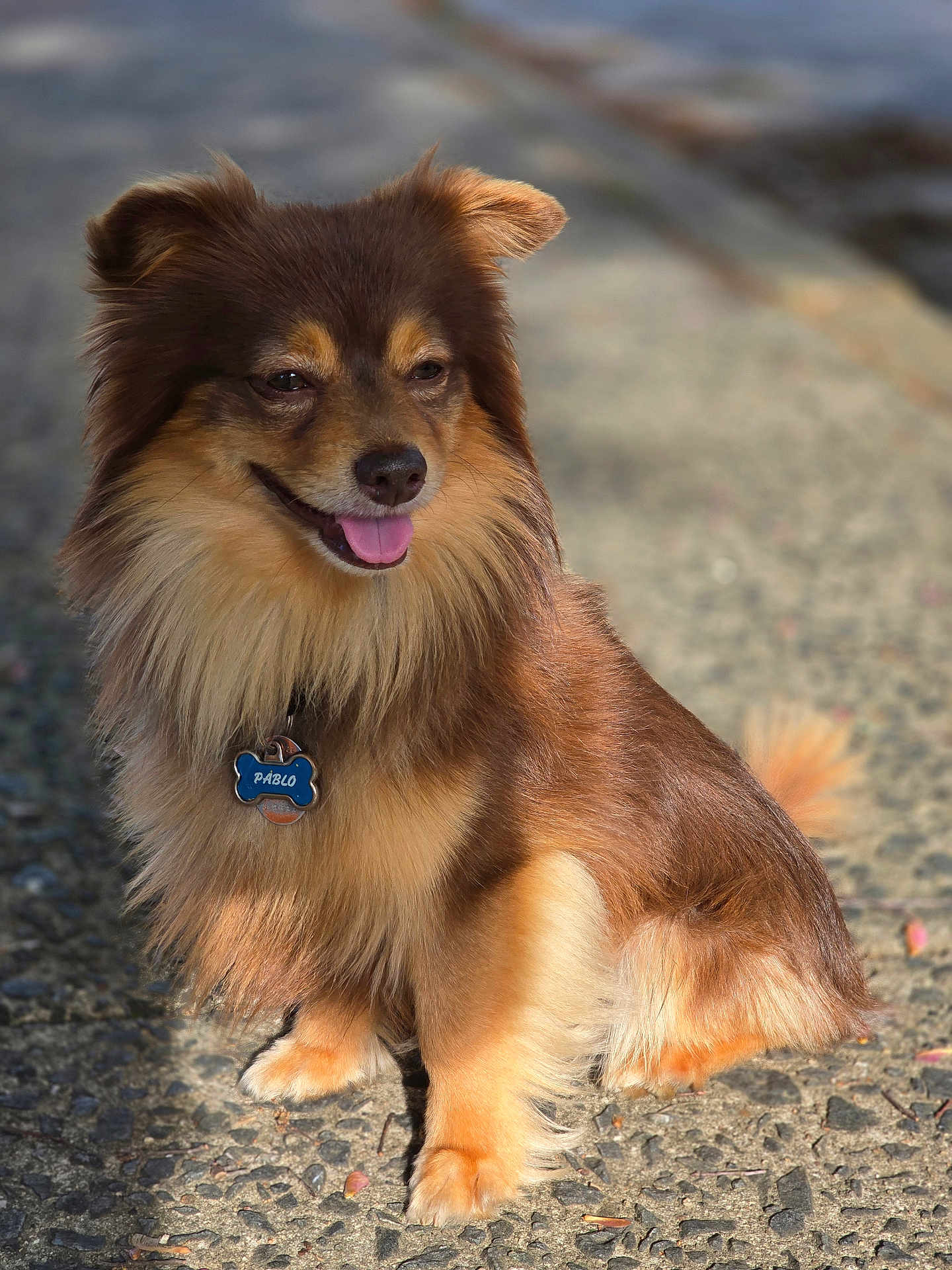 Pablo joined the competition — help win amazing prizes! dog, brown_fur, fluffy, pet, outdoor, sunlight, pebbled_path, sitting, tongue_out, ears_up, collar, tag, happy, cute, animal, canine, friendly, fur, paw, smiling