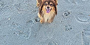 Pablo joined the competition — help win amazing prizes! dog, leash, sand, paw_prints, footprints, beach, happy, fluffy, tail, shoes, sneakers, outdoor, pet, canine, walking, animal, playful, summer, sunlight, nature
