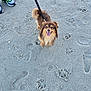 dog, leash, sand, paw_prints, footprints, beach, happy, fluffy, tail, shoes, sneakers, outdoor, pet, canine, walking, animal, playful, summer, sunlight, nature