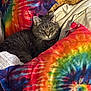 cat, gray_cat, tabby, tie_dye, pillow, colorful, pattern, fabric, bed, blanket, cozy, indoor, pet, fur, whiskers, resting, comfort, soft, relaxed, cute
