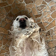 Bonnie participe au concours pour gagner de l'argent avec cette photo : animal, canine, cute, dog, domestic_animal, ears, floor, fur, golden_retriever, lying_down, mammal, nose, outdoor_floor, paws, pet, playful, relaxed, stone, texture, whiskers