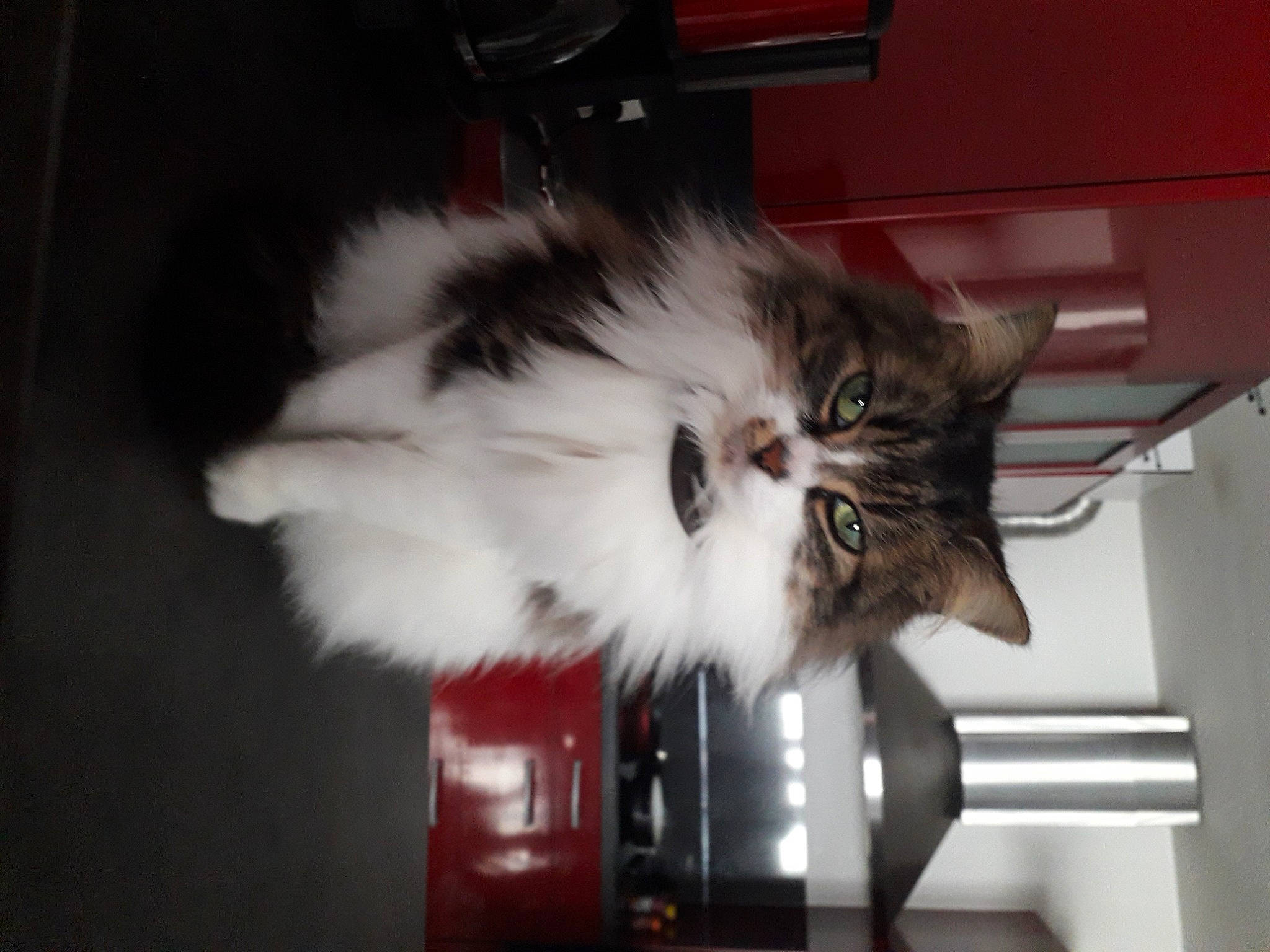 Kuro a rejoint le concours — aidez-le/la à gagner de superbes lots ! carnivore, cat, claw, eye, felidae, fur, natural_material, plant, shelf, small_to_medium_sized_cats, snout, tail, whiskers