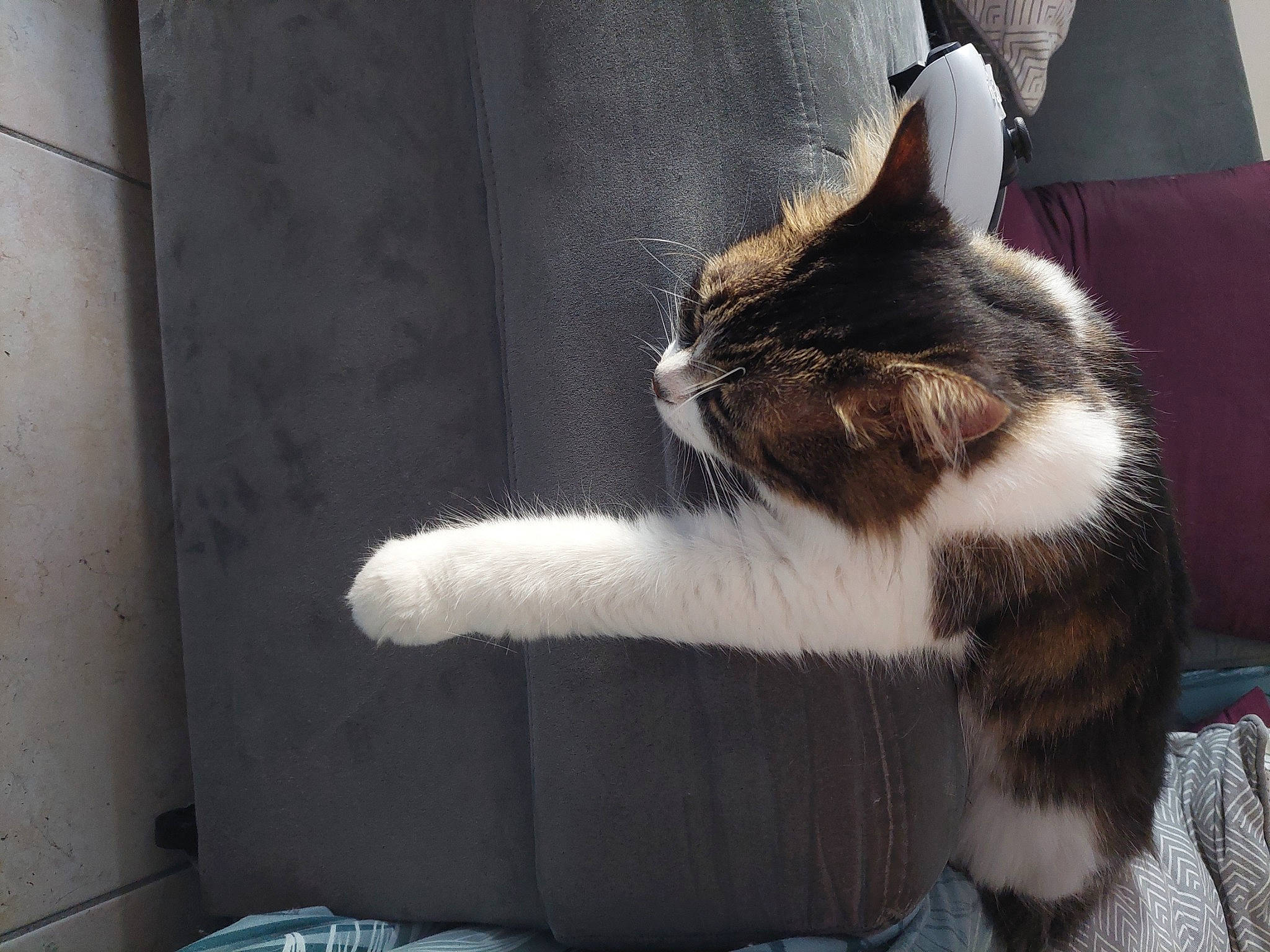 Kuro a rejoint le concours — aidez-le/la à gagner de superbes lots ! carnivore, cat, claw, comfort, domestic_short_haired_cat, felidae, flooring, foot, fur, grey, human_leg, paw, sitting, small_to_medium_sized_cats, tail, terrestrial_animal, whiskers, window, wood