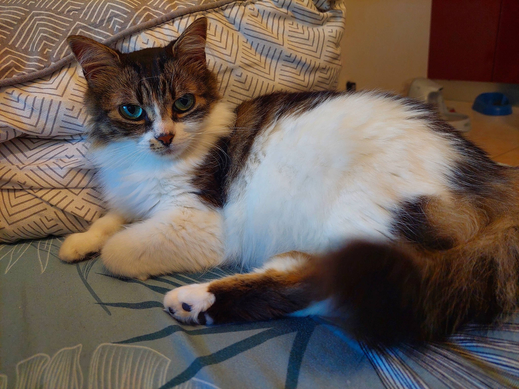 Kuro participe au concours pour gagner de l'argent avec cette photo : carnivore, cat, cat_supply, claw, comfort, domestic_short_haired_cat, felidae, flooring, fur, lap, nap, paw, pet_supply, sitting, sleep, small_to_medium_sized_cats, snout, tail, whiskers