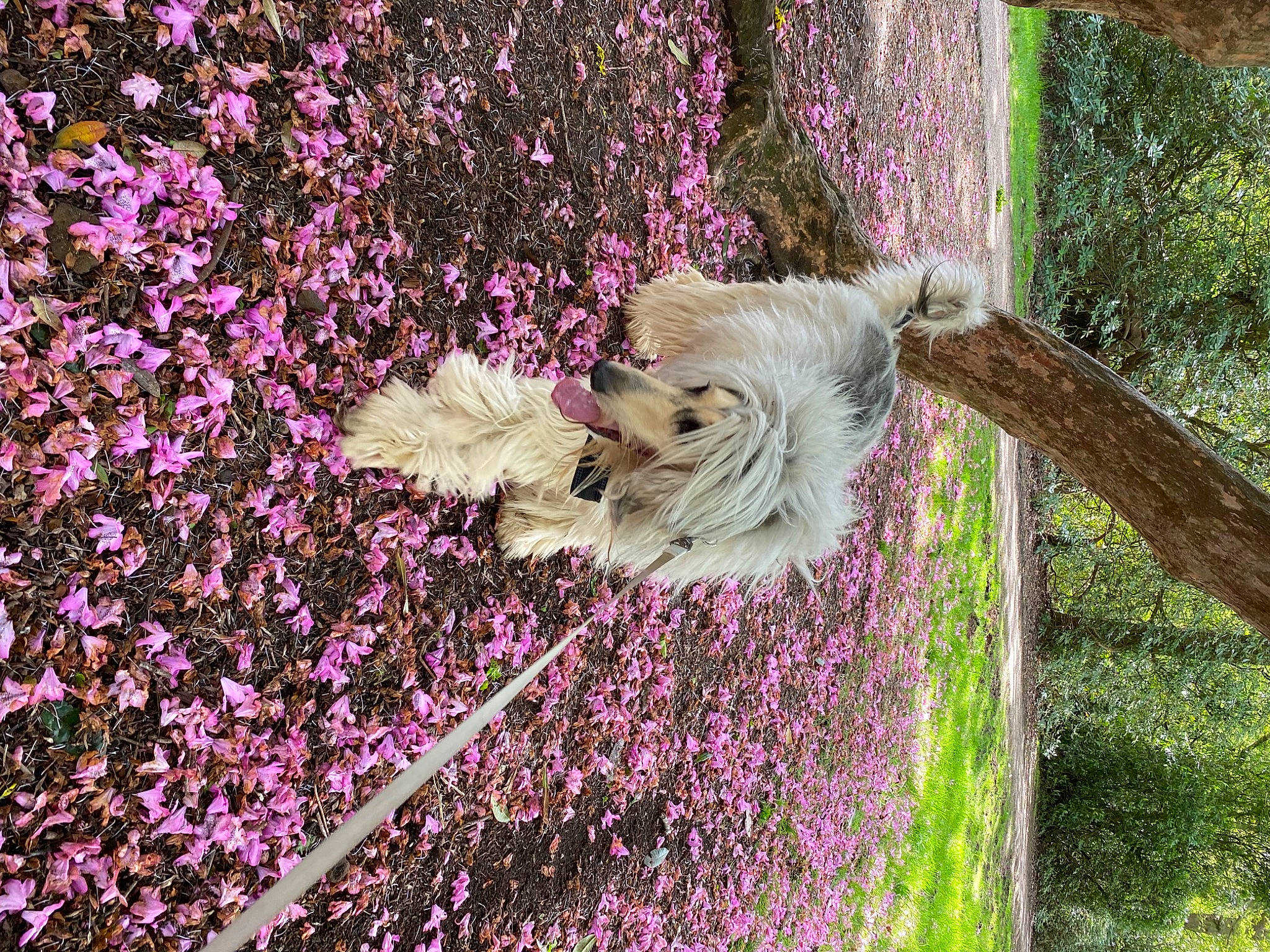 Maha is registered to the contest to win money with this photo: annual_plant, botany, carnivore, companion_dog, dog, dog_breed, flower, flowering_plant, grass, groundcover, magenta, petal, plant, purple, shrub, soil, tail, tree, trunk, wood