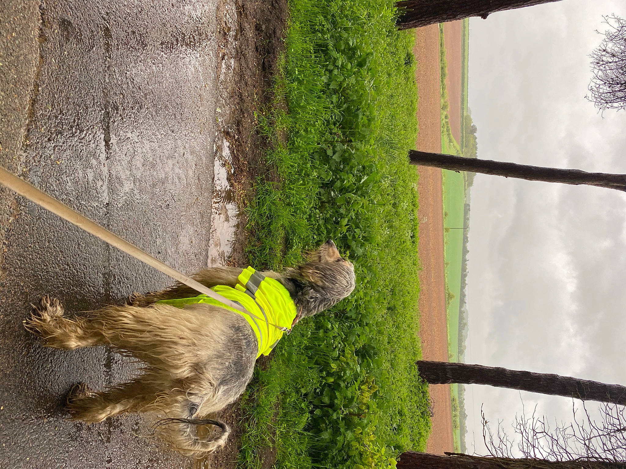 Maha is registered to the contest to win money with this photo: carnivore, concrete, dog, dog_breed, grass, pet_supply, plant, shadow, shrub, sporting_group, tail, terrier, tints_and_shades, tree, trunk, wall, water, window, wood, working_animal