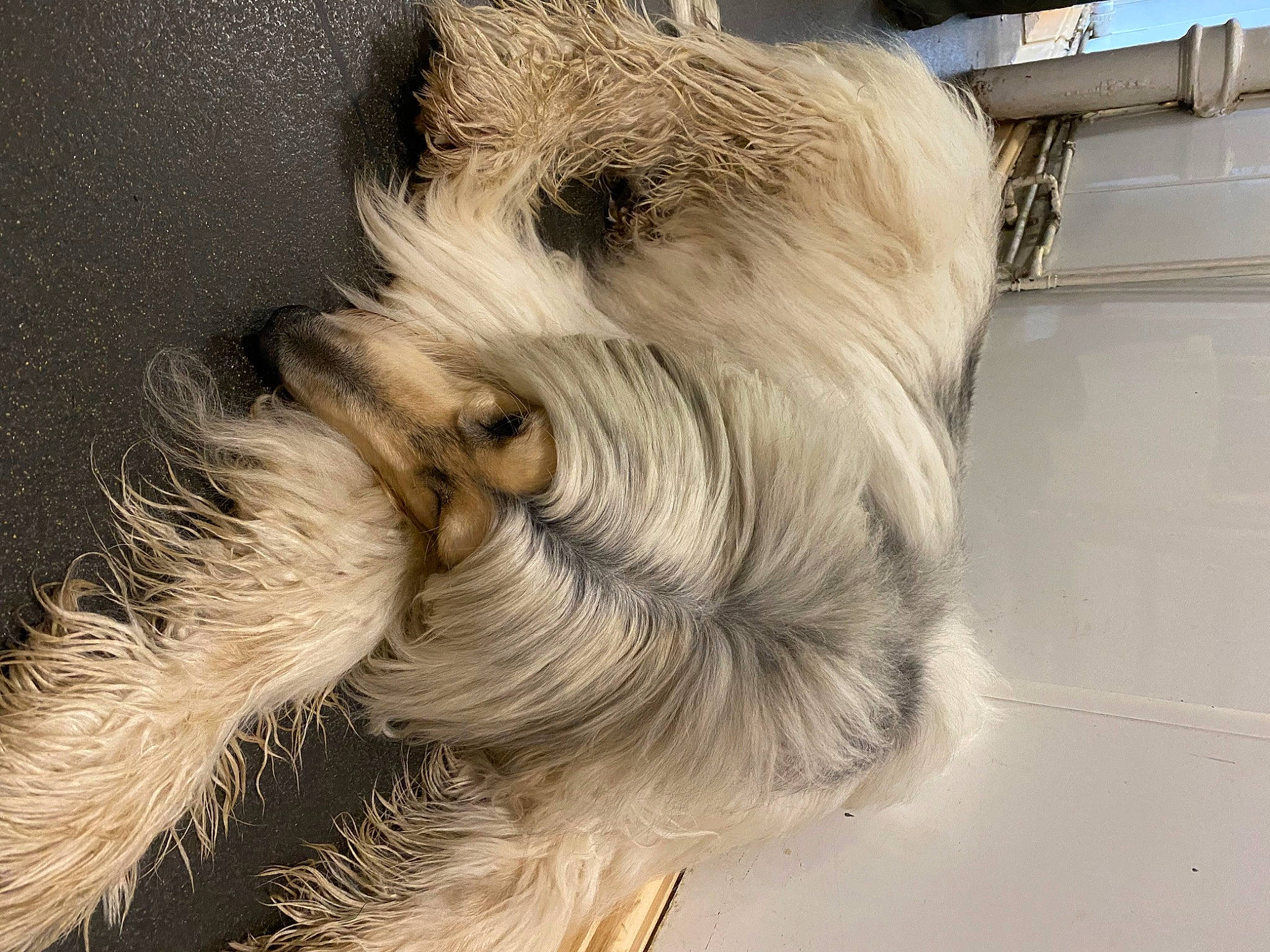 Maha is registered to the contest to win money with this photo: canidae, carnivore, companion_dog, dog, dog_breed, fawn, feather, felidae, fur, liver, small_terrier, small_to_medium_sized_cats, snout, sporting_group, tail, terrier, toy_dog, whiskers, wing, working_animal