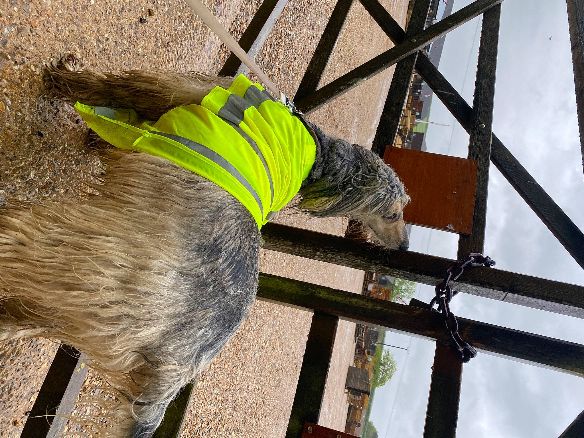 Maha joined the competition — help win amazing prizes! beak, bird, fashion_accessory, feather, grass, hardwood, line, lumber, metal, natural_material, parrot, plank, rectangle, sky, tail, tints_and_shades, twig, wildlife, wood, wood_stain