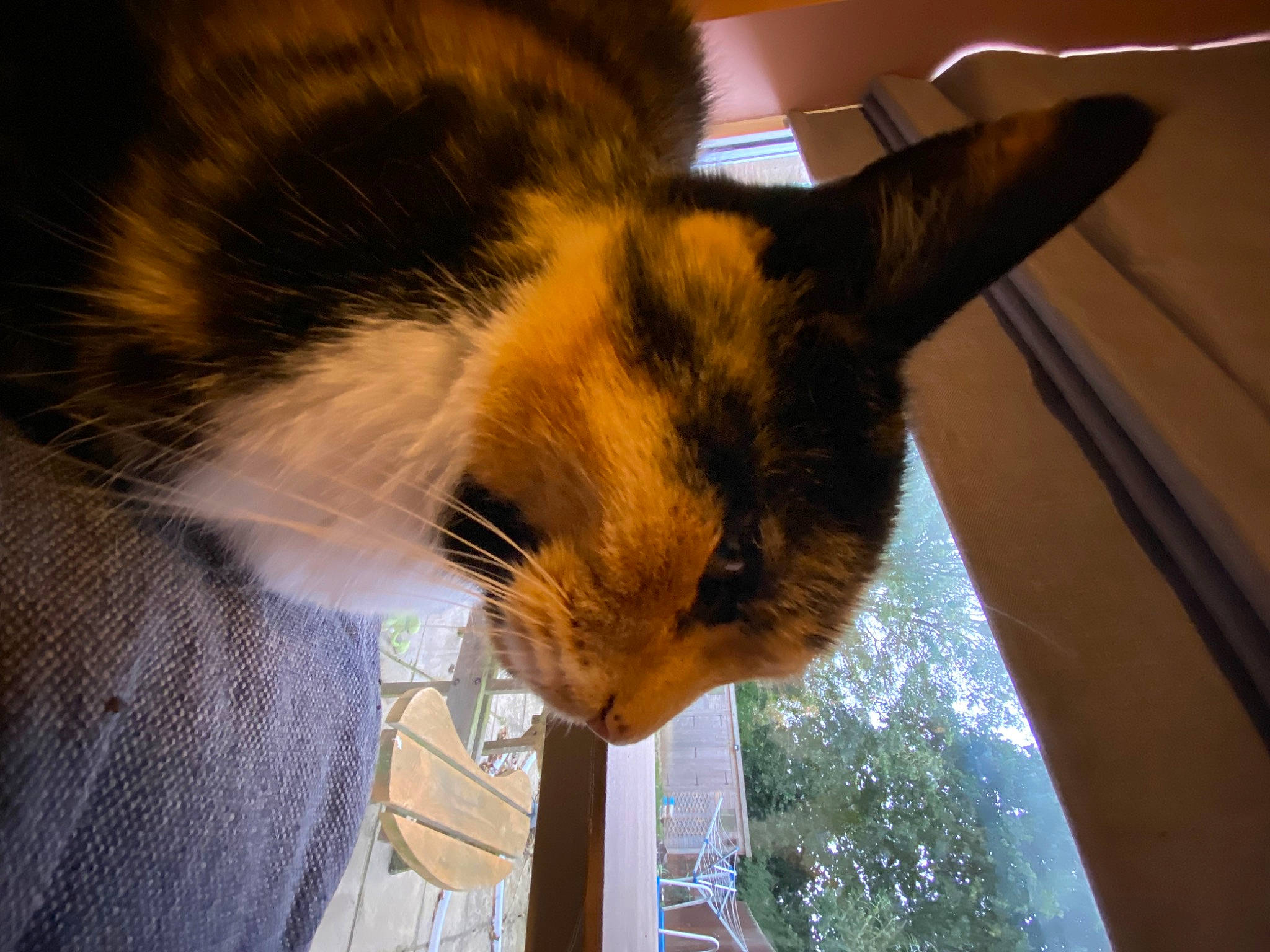 Pliers joined the competition — help win amazing prizes! carnivore, cat, claw, comfort, domestic_short_haired_cat, eye, felidae, fur, paw, plant, reflection, small_to_medium_sized_cats, snout, tail, tree, whiskers, window, wood