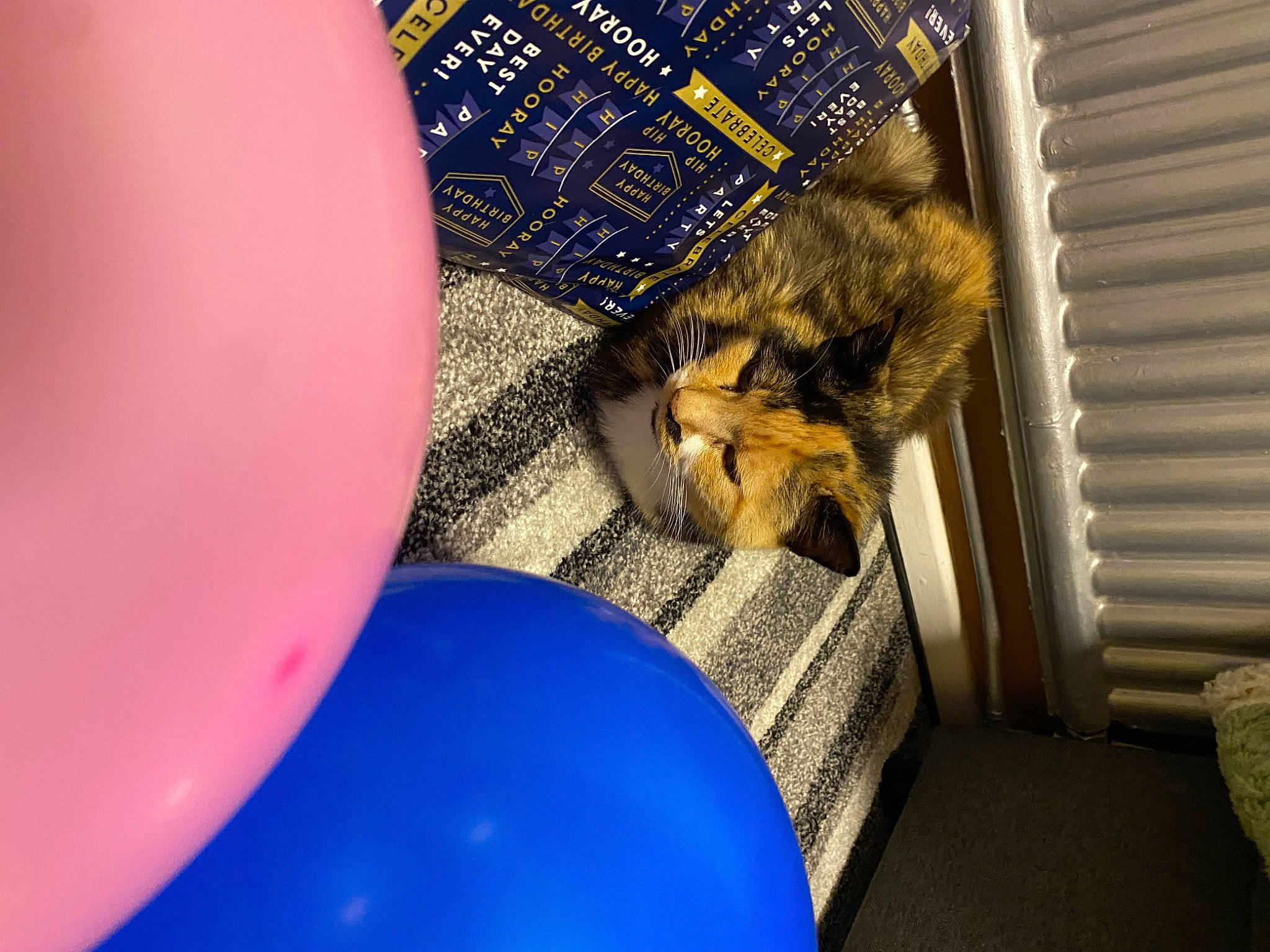 Pliers is registered to the contest to win money with this photo: balloon, circle, claw, comfort, companion_dog, domestic_short_haired_cat, electric_blue, felidae, fur, inflatable, party_supply, rodent, room, small_to_medium_sized_cats, sphere, sporting_group, tail, toy, whiskers, wood