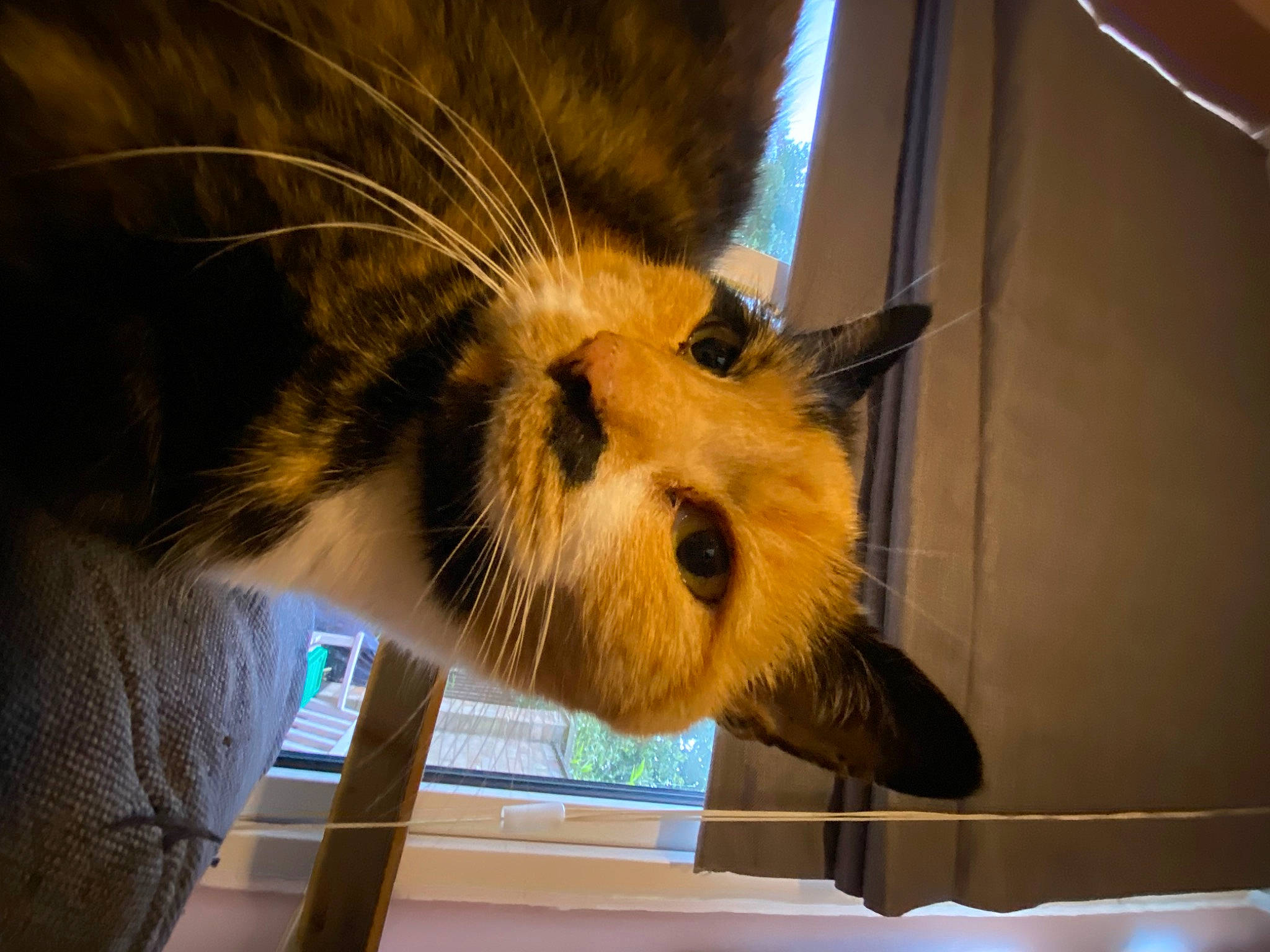 Pliers joined the competition — help win amazing prizes! beer, canidae, carnivore, cat, claw, dog_breed, domestic_short_haired_cat, fawn, felidae, fur, paw, small_to_medium_sized_cats, snout, tail, terrestrial_animal, whiskers, wildlife, window, wood