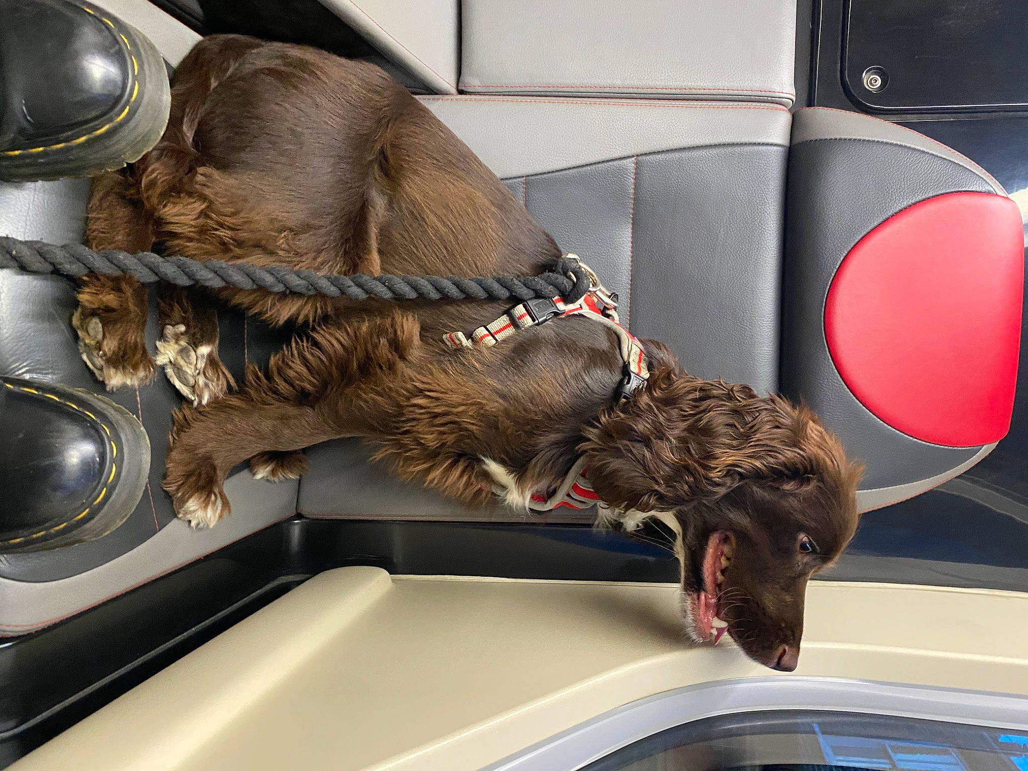 Chester is registered to the contest to win money with this photo: auto_part, automotive_design, automotive_exterior, automotive_lighting, carnivore, companion_dog, dog, dog_breed, fur, gas, helmet, motor_vehicle, room, snout, sporting_group, tail, vehicle, vehicle_door, vertebrate, working_animal