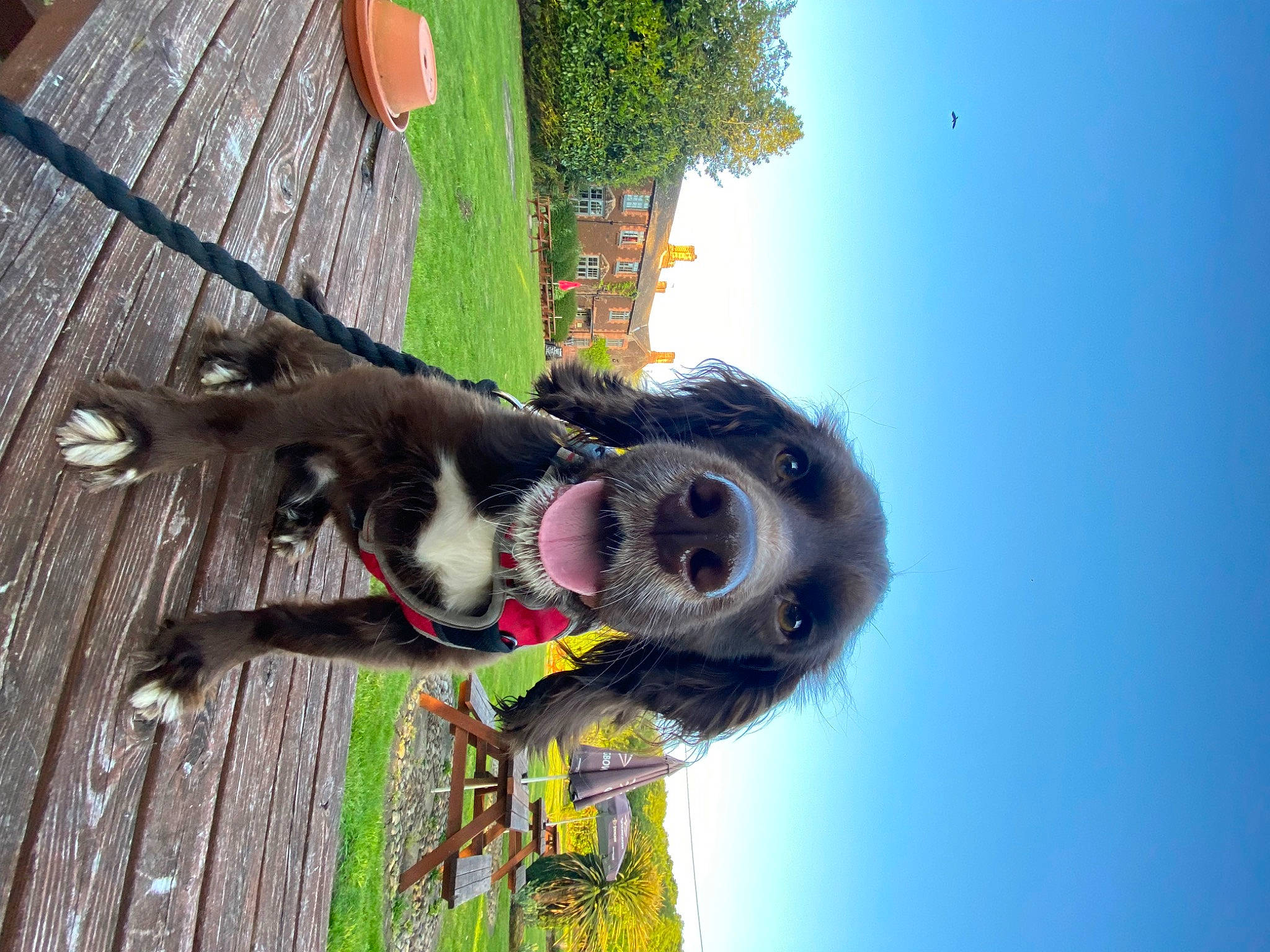 Chester joined the competition — help win amazing prizes! canidae, dog_breed, fun, fur, grass, plant, sky, slope, snout, sporting_group, tail, toy, tree, trunk, wood, working_animal