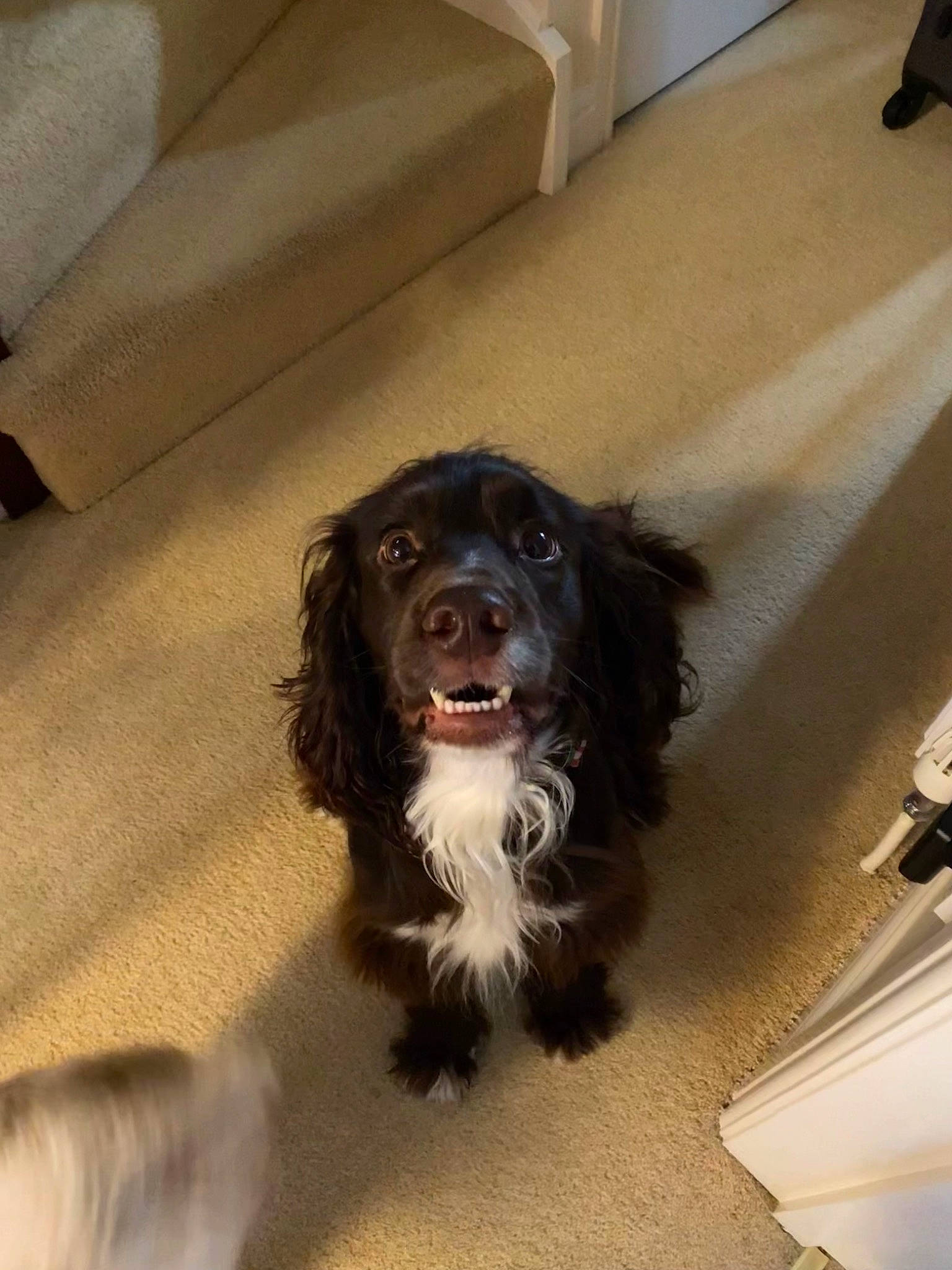 Chester is registered to the contest to win money with this photo: canidae, carnivore, companion_dog, couch, dog, dog_breed, dog_collar, floor, flooring, fur, gun_dog, hardwood, liver, smile, snout, spaniel, sporting_group, tail, whiskers, working_animal