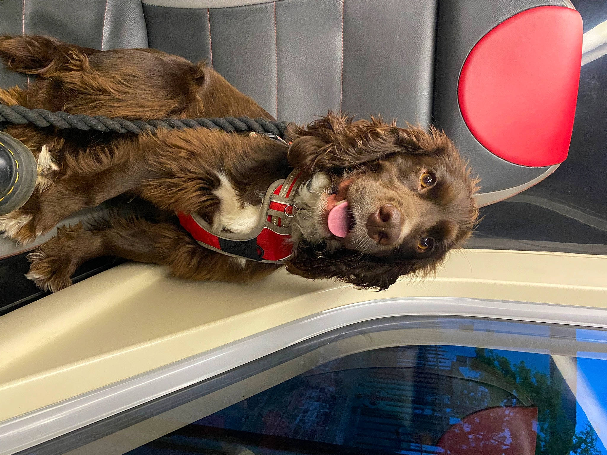 Chester is registered to the contest to win money with this photo: automotive_exterior, canidae, car, carnivore, companion_dog, dog, dog_breed, domestic_short_haired_cat, felidae, fur, mammal, small_to_medium_sized_cats, snout, sporting_group, tail, toy, vehicle, vehicle_door, window, windshield