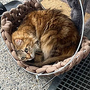 Ysis a rejoint le concours — aidez-le/la à gagner de superbes lots ! blanket, braided_basket, cat, close_up, cozy, curled, fur, green_eyes, metal_frame, outdoor, pebble_floor, pet, pet_bed, portrait, resting, sandal, shoe, tabby_cat, tail, whiskers