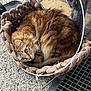 blanket, braided_basket, cat, close_up, cozy, curled, fur, green_eyes, metal_frame, outdoor, pebble_floor, pet, pet_bed, portrait, resting, sandal, shoe, tabby_cat, tail, whiskers