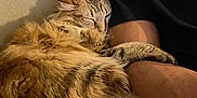 Ysis participe au concours pour gagner de l'argent avec cette photo : arm, cat, closeup, comfort, couch, cozy, domestic, feline, fluffy, fur, indoor, nap, person, pet, relaxation, resting, sleeping, soft_texture, tabby, warm_lighting