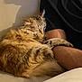 Ysis participe au concours pour gagner de l'argent avec cette photo : cat, sleeping, fluffy, couch, arm, person, cozy, indoor, feline, resting, fur, comfort, relaxation, closeup, domestic, pet, warm_lighting, soft_texture, tabby, nap