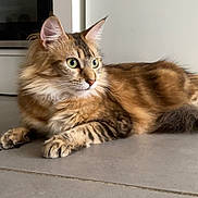 Ysis participe au concours pour gagner de l'argent avec cette photo : cat, tabby, green_eyes, fur, pet, animal, indoor, floor, tile, resting, lying_down, mammal, whiskers, ears, cute, domestic, feline, portrait, side_view, calm