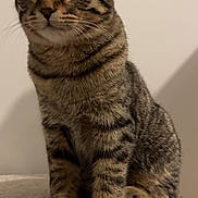 Naly participe au concours pour gagner de l'argent avec cette photo : cat, tabby, kitten, pet, indoor, whiskers, paws, ears, stripes, fur, portrait, sitting, close_up, carpet, perch, curious, feline, domestic_cat, wall, soft_texture