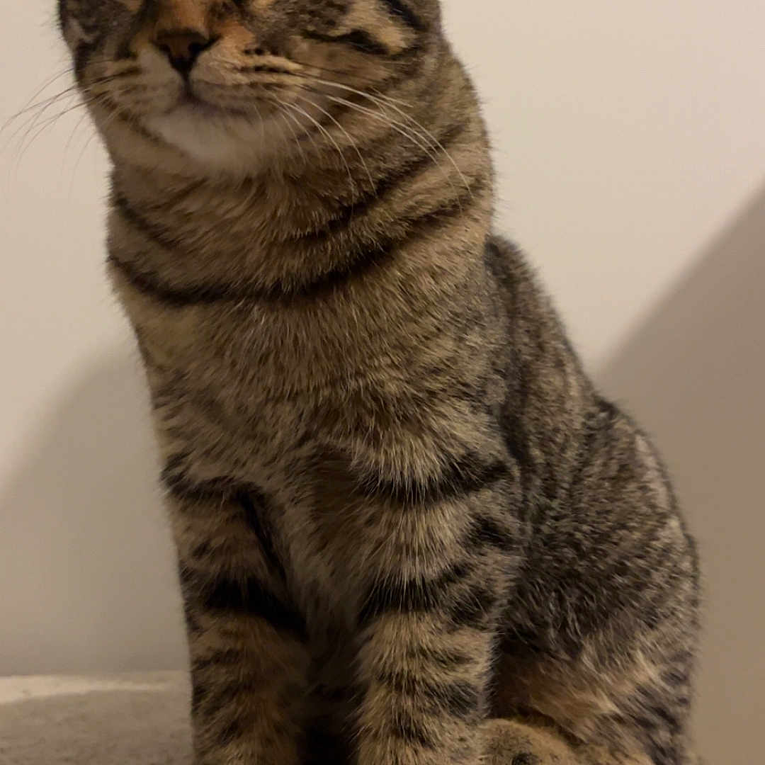 Naly participe au concours pour gagner de l'argent avec cette photo : carpet, cat, close_up, curious, domestic_cat, ears, feline, fur, indoor, kitten, paws, perch, pet, portrait, sitting, soft_texture, stripes, tabby, wall, whiskers