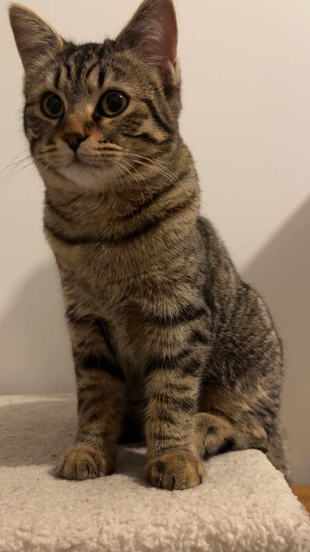 Naly participe au concours pour gagner de l'argent avec cette photo : cat, tabby, kitten, pet, indoor, whiskers, paws, ears, stripes, fur, portrait, sitting, close_up, carpet, perch, curious, feline, domestic_cat, wall, soft_texture