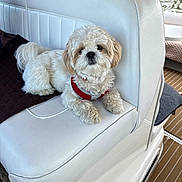 Jax is registered to the contest to win money with this photo: animal, boat, canine, cute, dog, fluffy, fur, harness, indoor, leisure, looking_at_camera, marine, pet, relaxed, seat, side_view, travel, water, white_dog, window