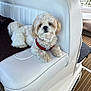 animal, boat, canine, cute, dog, fluffy, fur, harness, indoor, leisure, looking_at_camera, marine, pet, relaxed, seat, side_view, travel, water, white_dog, window
