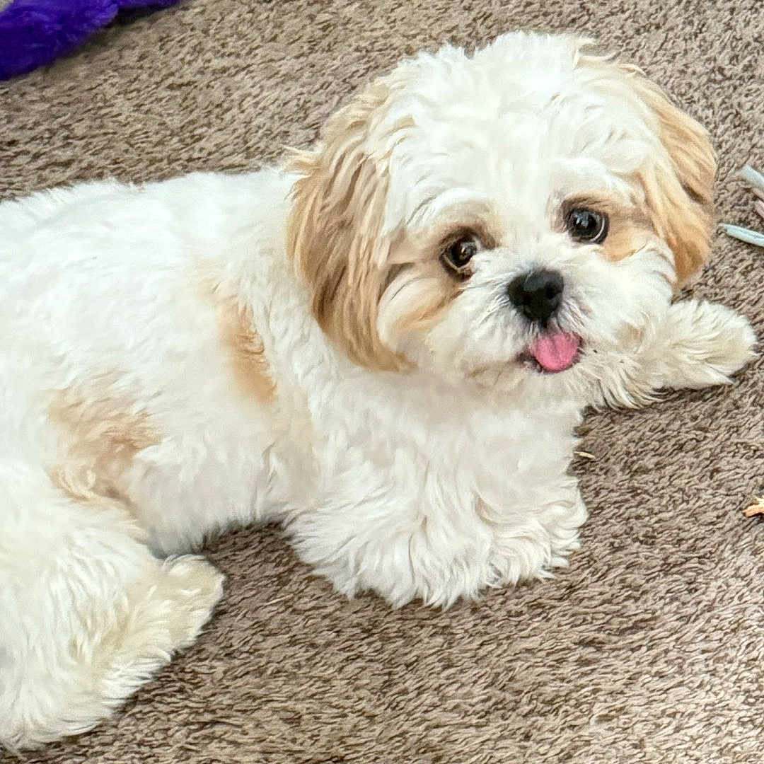 Jax joined the competition — help win amazing prizes! animal, canine, carpet, companion, cute, dog, domestic_animal, fluffy, fur, indoor, looking_up, pet, playful, puppy, resting, small_dog, tan, tongue_out, toy, white