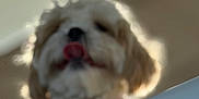 Jax joined the competition — help win amazing prizes! abstract, animal, background, beige, blurry, collar, cute, dog, fluffy, fur, head, indoor, low_angle, mammal, out_of_focus, pet, portrait, soft_light, tongue, white