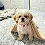 Jax is registered to the contest to win money with this photo: animal, bed, bedspread, beige, blanket, companion, cozy, curious, cute, dog, fur, furniture, home, indoor, pet, puppy, red_collar, small_dog, soft_light, white